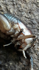 Apotetamenus clipeatus