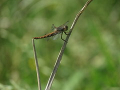 Orthemis nodiplaga