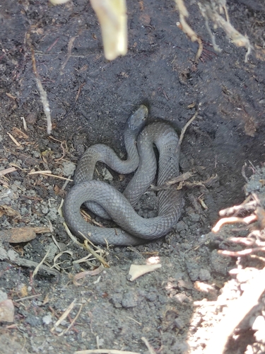 Red-lipped Snake
