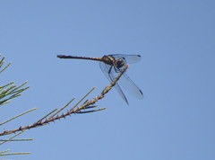 Micrathyria hypodidyma