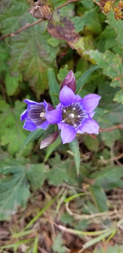 Gentiana scabra iNat (2)
