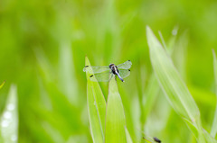 Erythrodiplax avittata