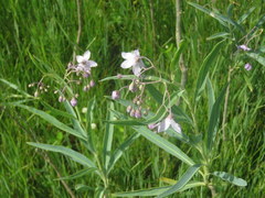 Solanum glaucophyllum