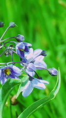 Solanum glaucophyllum