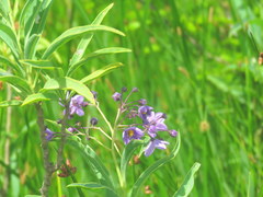 Solanum glaucophyllum