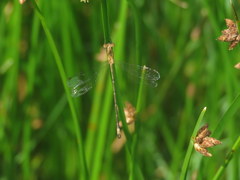 Lestes undulatus