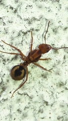 Acromyrmex coronatus