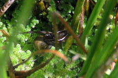 Diapontia uruguayensis
