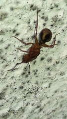 Acromyrmex coronatus