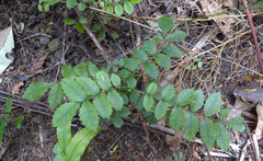 Pterophylla sylvicola