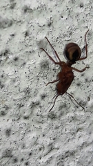 Acromyrmex coronatus