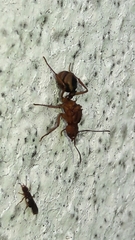 Acromyrmex coronatus