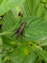 Maculiparia rotundata