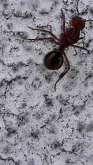 Acromyrmex coronatus