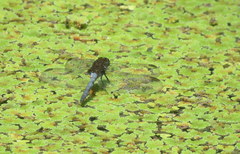 Erythrodiplax melanorubra