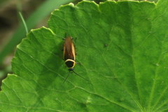 Pseudomops neglectus