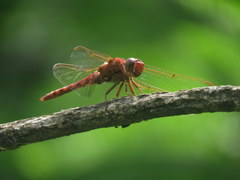 Orthemis nodiplaga