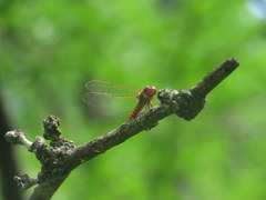 Orthemis nodiplaga
