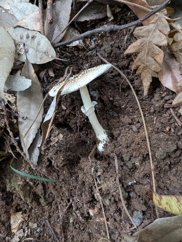 Amanita sychnopyramis · September 2025 · photo: © atsushi_nakajima_cirque (iNaturalist, cc-by)