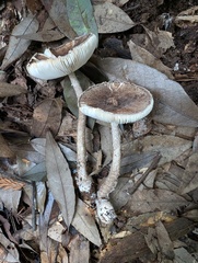 Amanita vestita