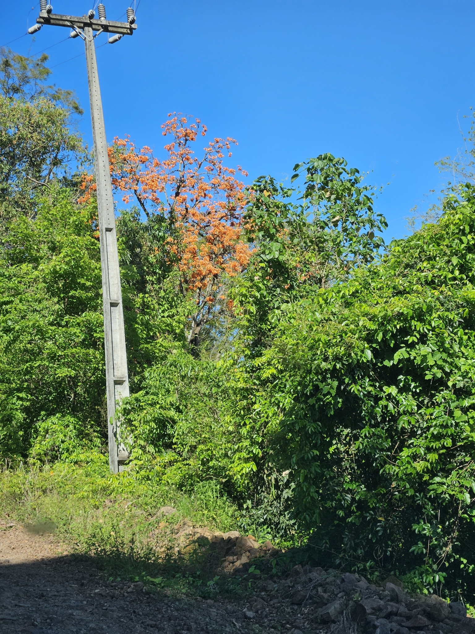 Erythrina falcata