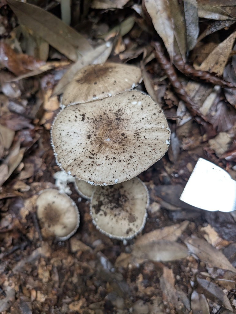 Amanita pseudoporphyria · September 2025 · photo: © atsushi_nakajima_cirque (iNaturalist, cc-by)