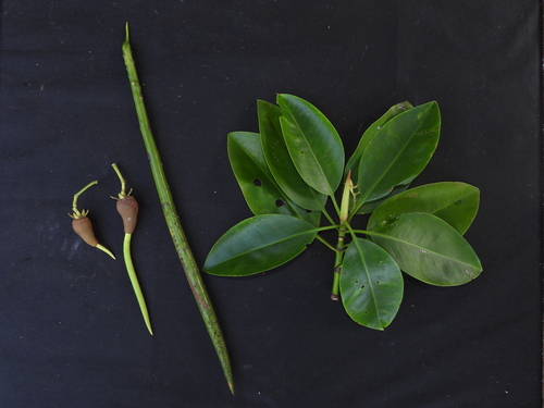 Rhizophora mucronata iNat (3)