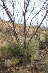 Cercocarpus betuloides betuloides