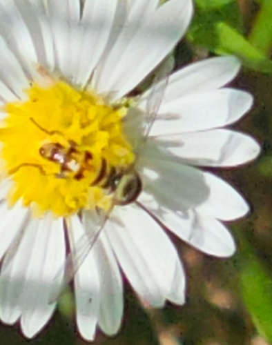 Unknown species found near Winona, MN 55987, USA