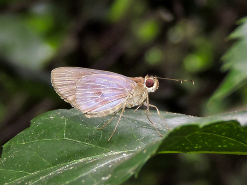 Genus Flaccilla · iNaturalist