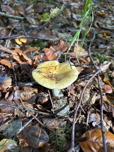 Ockergelber Täubling