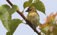 Little Weaver photo 2