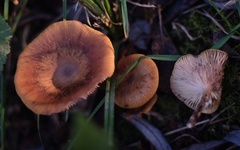 Armillaria nabsnona