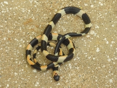 Werner's False Coral Snake photo 3