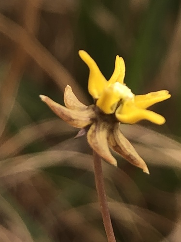 Asclepias aurea (Asclepias aurea)