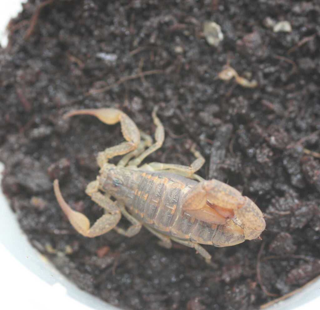 Centruroides baergi