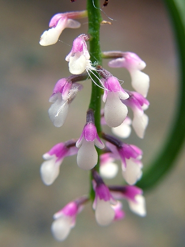 Bud-Like Schoenorchis