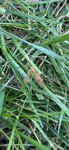 Unknown species found near Aspen Rd, Ames, IA, US