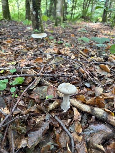 Nebelgrauer Trichterling