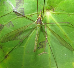 Leptotarsus viridis