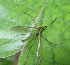 Leptotarsus viridis