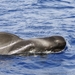 Short-finned Pilot Whale - Photo (c) Andrés E. Ríos Saldaña, some rights reserved (CC BY-NC), uploaded by Andrés E. Ríos Saldaña