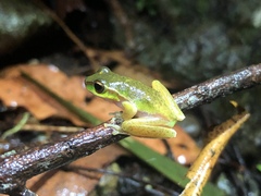 Ranoidea pearsoniana