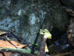 Ranoidea pearsoniana