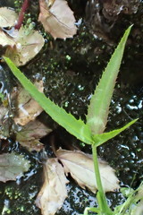 Trifolium willdenovii
