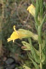 Diplacus clevelandii