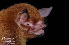 Pteronotus mesoamericanus