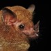 Commissaris's Long-tongued Bat - Photo (c) delmer jonathan, some rights reserved (CC BY-NC), uploaded by delmer jonathan