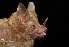 Carollia subrufa