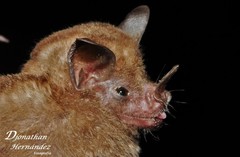 Carollia subrufa